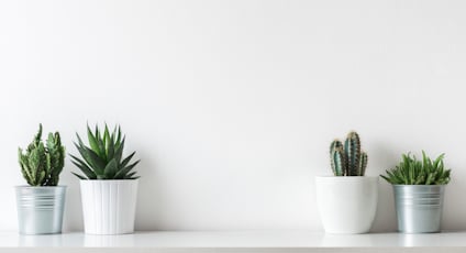 Tre krukväxter i vita krukor på en hylla mot en vit bakgrund.